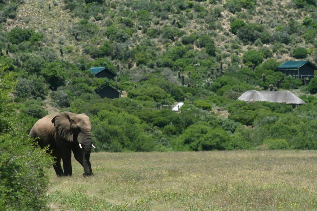 Hillsnek Safari Camp - Amakhala Game Reserve别墅 外观 照片