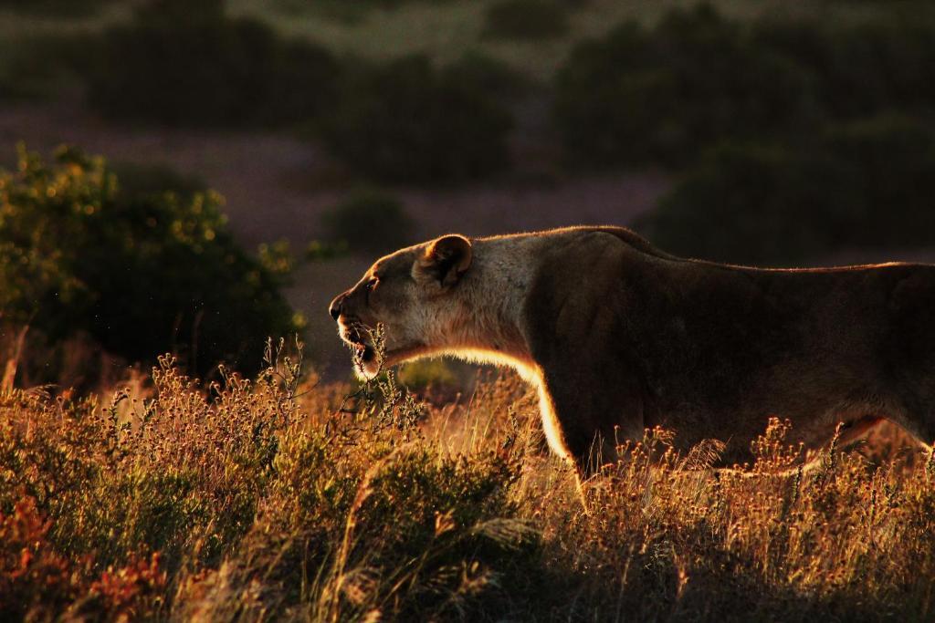 Hillsnek Safari Camp - Amakhala Game Reserve别墅 外观 照片