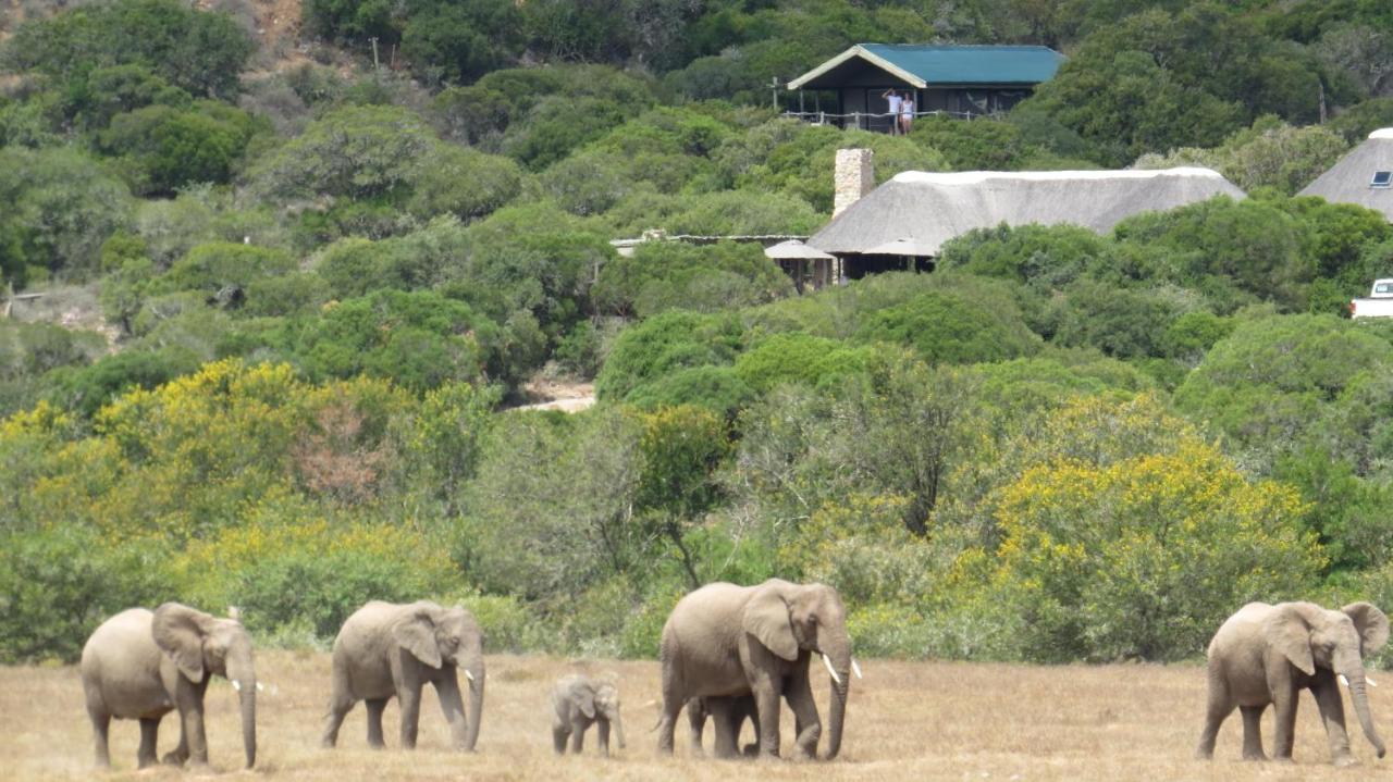 Hillsnek Safari Camp - Amakhala Game Reserve别墅 外观 照片